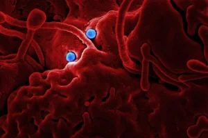 Bacteriile bune vs. bacteriile rele: Rolul microbiomului în sănătatea organismului