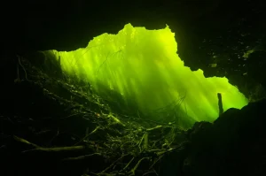 Plantele bio-luminescente: Misterul naturii care luminează în întuneric